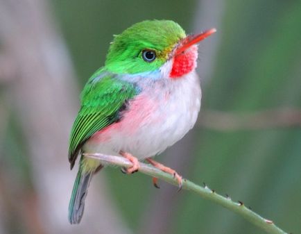 Birdie Todi - facem o brosa de lână cu mâinile noastre