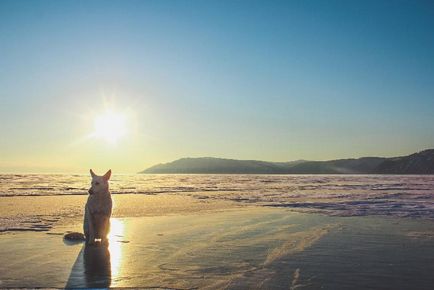 Traveler kutya Nana „Azt ajánlom, nézze meg Winter Baikal