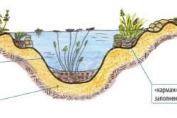 Plante care purifică apa din speciile iazului și îngrijesc pentru ele