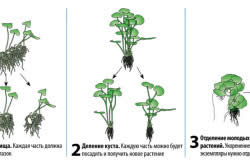 Plante care purifică apa din speciile iazului și îngrijesc pentru ele