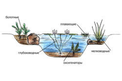 Рослини, які очищають воду в ставку види і догляд за ними