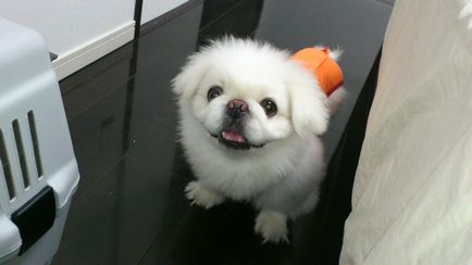 Dieta micilor Pekingese