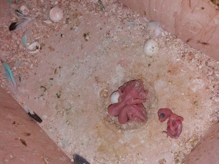 Szaporodás törpepapagájok, 1. rész (papagájok) A szaporodási budgies, 1. rész