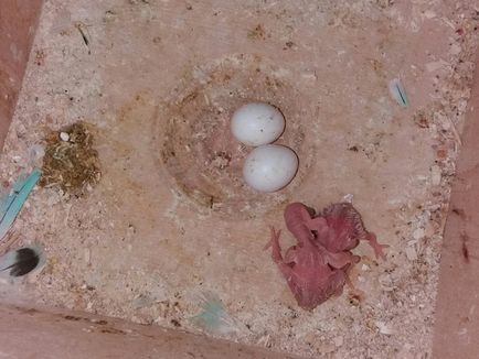 Szaporodás törpepapagájok, 1. rész (papagájok) A szaporodási budgies, 1. rész