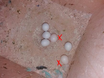 Szaporodás törpepapagájok, 1. rész (papagájok) A szaporodási budgies, 1. rész