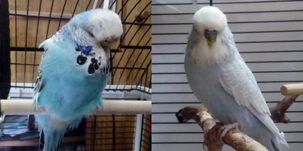 A szaporodási budgies, 1. rész