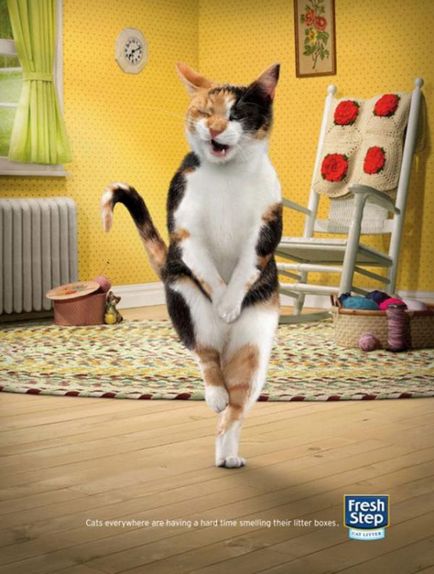 Publicitate cu pisici - site - glume foto online, videoclipuri gratuite, jocuri și fete