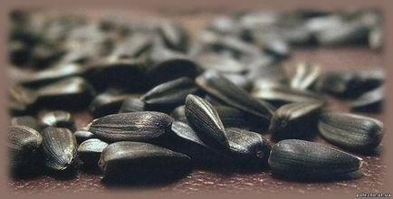 Рецепт приготування халви з насіння в домашніх умовах з фото