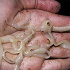 Recept spagetti kolbász (virsli spagetti) Recept spagetti kolbász