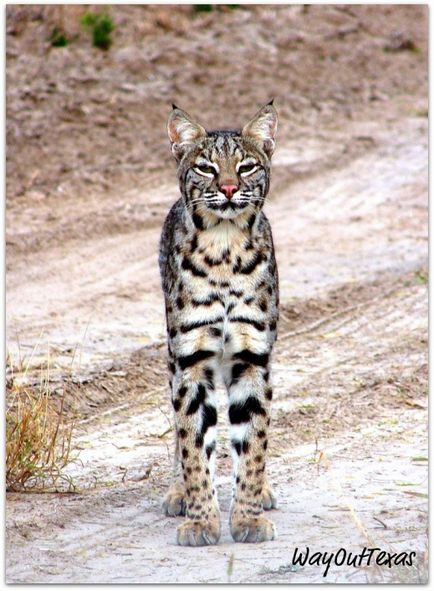 Lynx Eurasian, canadian, roșu, spaniol (31 fotografii)