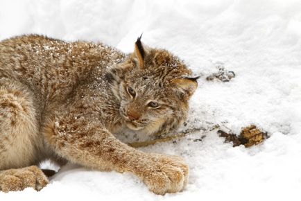 Lynx Eurasian, canadian, roșu, spaniol (31 fotografii)