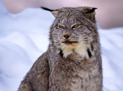 Lynx Eurasian, canadian, roșu, spaniol (31 fotografii)