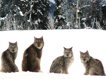 Lynx Eurasian, canadian, roșu, spaniol (31 fotografii)