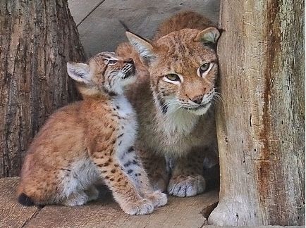 Lynx Eurasian, canadian, roșu, spaniol (31 fotografii)