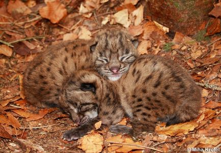 Lynx Eurasian, canadian, roșu, spaniol (31 fotografii)