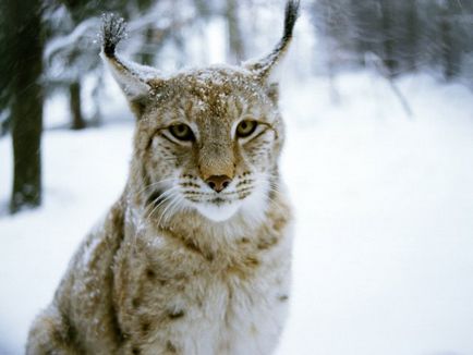 Lynx Eurasian, canadian, roșu, spaniol (31 fotografii)