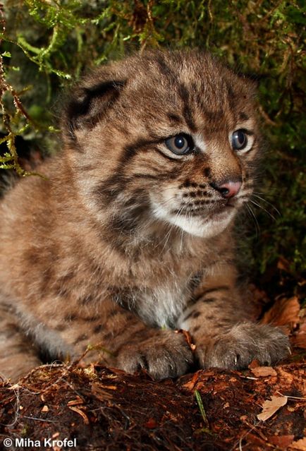 Lynx Eurasian, canadian, roșu, spaniol (31 fotografii)