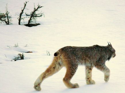 Lynx Eurasian, canadian, roșu, spaniol (31 fotografii)