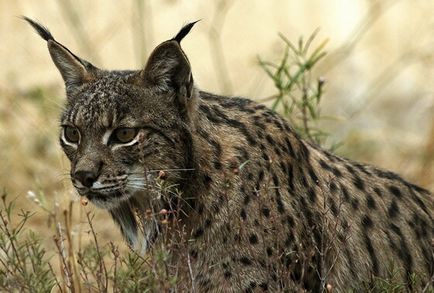 Lynx Eurasian, canadian, roșu, spaniol (31 fotografii)