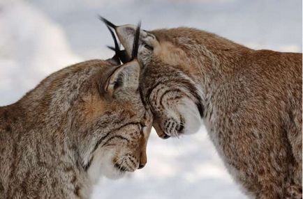 Lynx Eurasian, canadian, roșu, spaniol (31 fotografii)