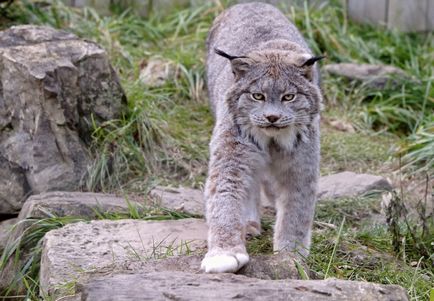 Lynx Eurasian, canadian, roșu, spaniol (31 fotografii)