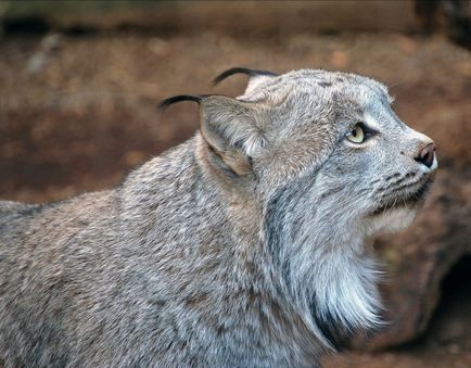 Lynx Eurasian, canadian, roșu, spaniol (31 fotografii)