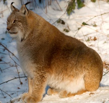 Lynx Eurasian, canadian, roșu, spaniol (31 fotografii)