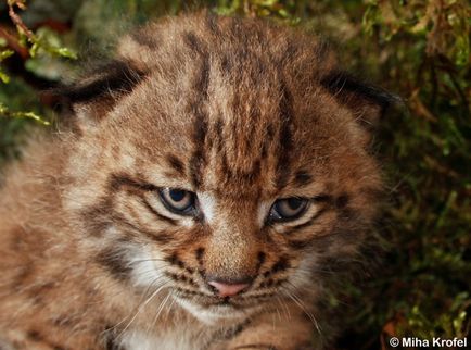 Lynx Eurasian, canadian, roșu, spaniol (31 fotografii)