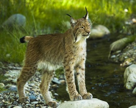 Lynx Eurasian, canadian, roșu, spaniol (31 fotografii)