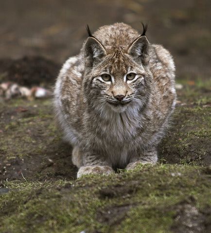 Lynx Eurasian, canadian, roșu, spaniol (31 fotografii)