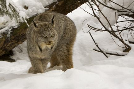 Lynx Eurasian, canadian, roșu, spaniol (31 fotografii)