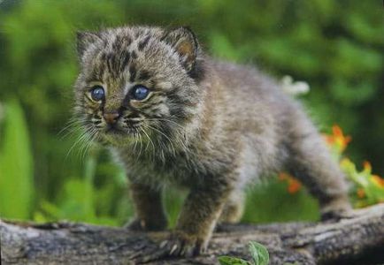 Lynx Eurasian, canadian, roșu, spaniol (31 fotografii)