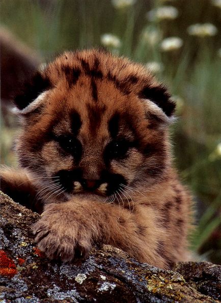 Lynx Eurasian, canadian, roșu, spaniol (31 fotografii)