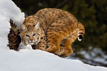 Lynx Eurasian, canadian, roșu, spaniol (31 fotografii)