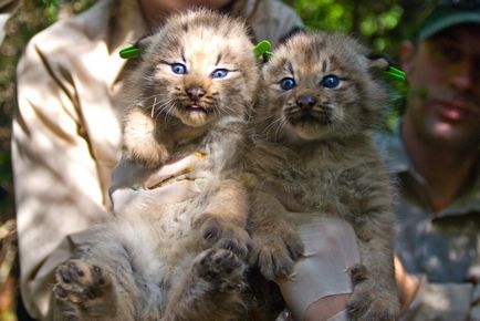 Lynx Eurasian, canadian, roșu, spaniol (31 fotografii)