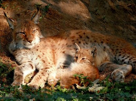 Lynx Eurasian, canadian, roșu, spaniol (31 fotografii)