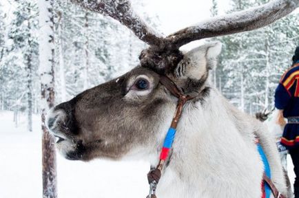 Sami sensul amuletelor