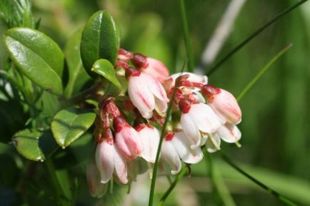 Grădină cranberries video-instrucțiuni pentru creșterea de mâini proprii, caracteristici de plantare, îngrijire, fotografie