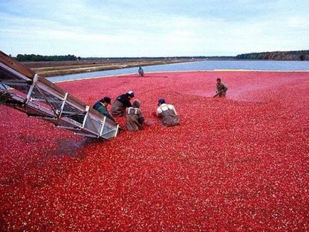 Grădină cranberries video-instrucțiuni pentru creșterea de mâini proprii, caracteristici de plantare, îngrijire, fotografie