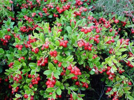 Grădină cranberries video-instrucțiuni pentru creșterea de mâini proprii, caracteristici de plantare, îngrijire, fotografie