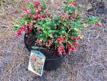 Grădină cranberries video-instrucțiuni pentru creșterea de mâini proprii, caracteristici de plantare, îngrijire, fotografie