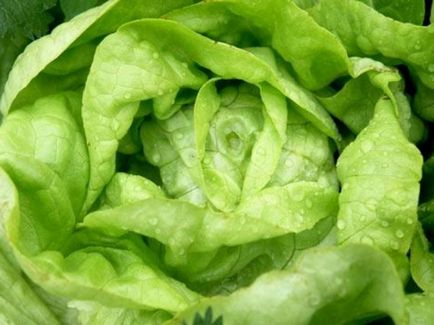 Salată de salată - proprietăți utile ale video-verde