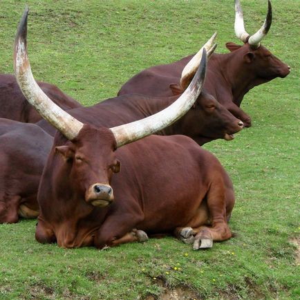 Самий рогата бик в світі, kykyryzo