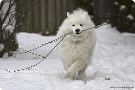 Самоедская собака, фотографії самоедской собаки