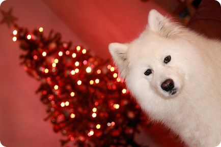 Câine samojed, fotografii cu câini samojiți