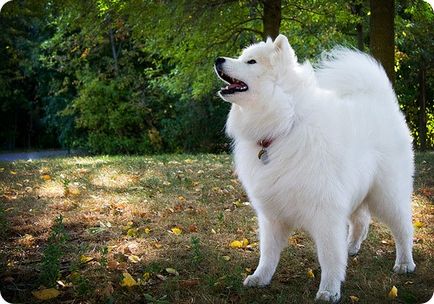 Câine samojed, fotografii cu câini samojiți