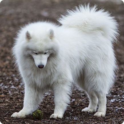 Самоедская собака, фотографії самоедской собаки
