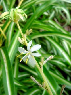 A legtöbb szerény ház növény - Chlorophytum