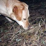 Самопогризаніе у собак - полювання та риболовля в росії і за кордоном