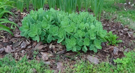 Sedum plantare și de îngrijire în teren deschis